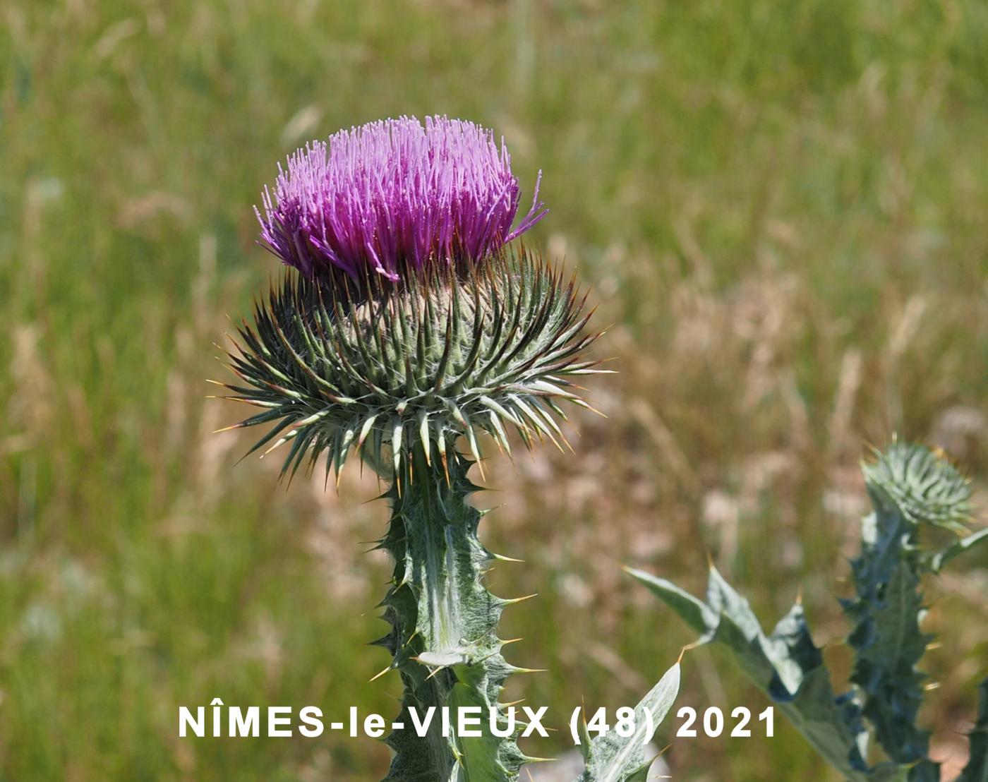 Thistle, Scotch, Cotton thistle flower